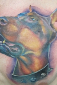 胸部彩色可爱的杜宾犬和项圈纹身图案