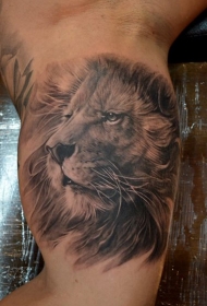 男性肩部彩色逼真的狮子头纹身图片