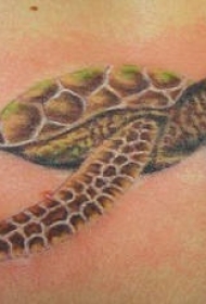 肩部彩色逼真的海龟纹身图案