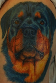 肩部逼真的彩色罗特韦尔犬纹身图案