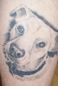 白色小狗头写实纹身图案