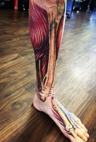 腿部逼真的彩色骨骼和肌肉纹身图案