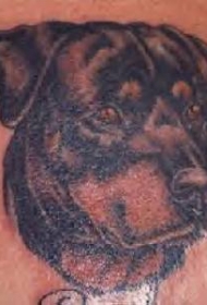 罗威纳犬头像纹身图案