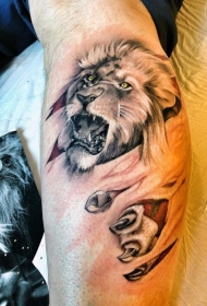 腿部壮观的彩色撕裂狮子纹身图案