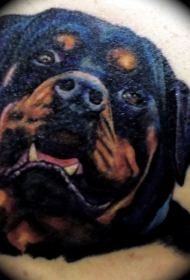 肩部彩色逼真罗威纳幼犬纹身图案