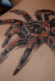 肩部写实彩色毛绒蜘蛛纹身图案
