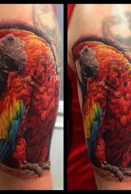肩部彩色现实主义风格鹦鹉纹身图片