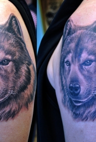 肩部黑棕色狼头Wolf tattoo纹身图案