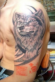 男性肩部棕色狼头纹身图片