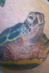 腿部彩色写实游泳龟纹身图片