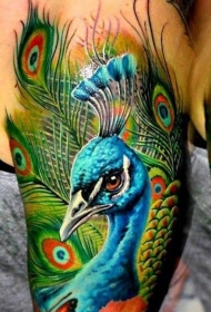 肩部现实主义风格彩色孔雀纹身图案