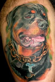 腿部彩色罗特韦尔犬纹身图案