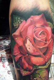 手臂彩色写实红玫瑰纹身图片