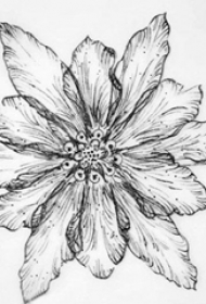 黑灰素描文艺精致唯美花朵纹身手稿