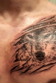 狼纹身 男生胸部狼纹身图片