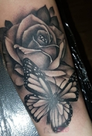 女生手臂上黑灰素描点刺技巧文艺蝴蝶和玫瑰纹身图片