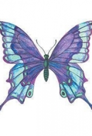 蝴蝶图纹身手稿 精致的彩色的蝴蝶纹身图片