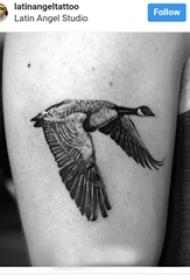 高清大雁纹身 男生手臂上黑色的大雁纹身图片