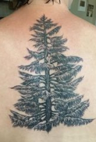 松树纹身 男生后背上黑色的松树纹身图片