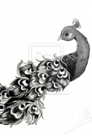 黑灰素描创意动物唯美孔雀纹身手稿