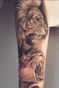 男生手臂上黑棕色素描雄狮纹身图片