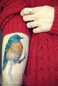 女生手臂上彩绘水彩创意可爱小鸟纹身图片