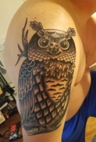 纹身猫头鹰 男生手臂上猫头鹰的图腾纹身图片