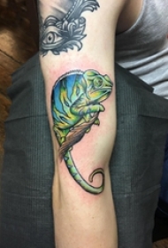小动物纹身 男生手臂上树枝和变色龙纹身图片