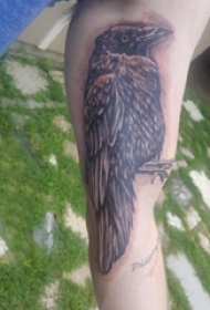 手臂纹身素材 男生手臂上黑色的乌鸦纹身图片