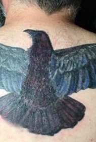 纹身老鹰图片 男生后背上彩色的老鹰纹身图片