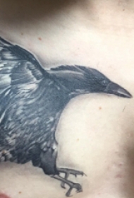 纹身胸部男 男生胸部黑色的乌鸦纹身图片