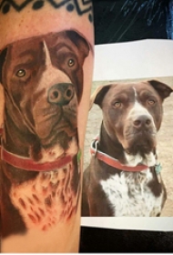 小狗纹身图片  男生手臂上彩绘的小狗纹身图片