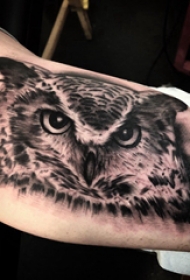 猫头鹰纹身 男生手臂上黑色的猫头鹰纹身图片