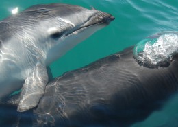 水中的海豚图片(10张)