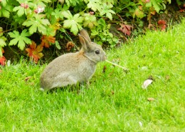 可爱呆萌的兔子图片(15张)