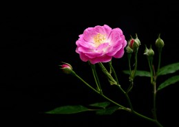 漂亮的蔷薇图片(20张)