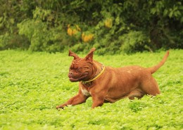 在草地玩耍的波尔多犬图片(12张)