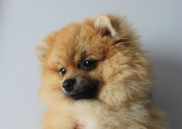 顽皮可爱的博美犬图片(14张)