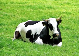 草地上悠闲的奶牛图片(11张)