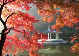 秋季唯美枫叶图片(12张)