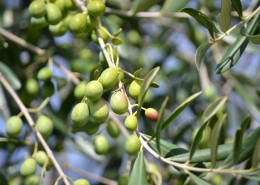 树枝上的橄榄图片(13张)