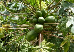 树上的绿椰子图片(15张)