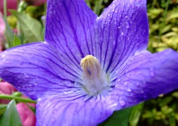 盛开的紫色桔梗花图片(12张)