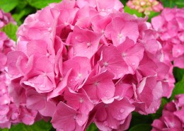 粉红色的绣球花图片(12张)