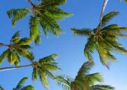 常绿乔木椰子树图片(14张)