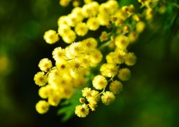 黄色的含羞草花朵图片(11张)