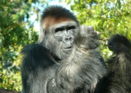 呆萌可爱的大猩猩图片 (14张)
