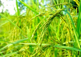 绿油油的水稻图片(11张)