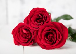 红色的玫瑰花图片(23张)