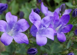 蓝紫色的桔梗花图片(9张)